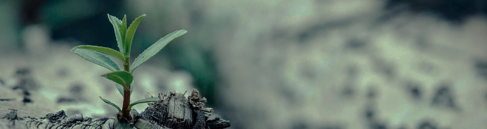 about-banner-image